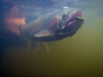 Rainbow In Murky Water