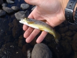 A Small Bushmans Brown