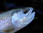 Rainbow Trout In Net