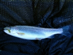 A Stockie Rainbow