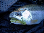Trout In A Net
