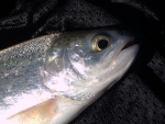 One Of My Fish