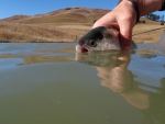 Rainbow Trout Release