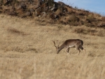 Deer?