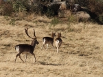 More Deer