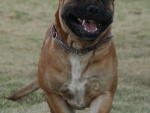 The Beast