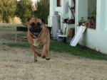 Playing With The Farm Dogs
