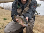 A Kamberg Rainbow Trout