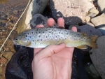 First Brown Of The Trip