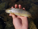 Wild Brown Trout