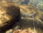 Hiding Brown Trout