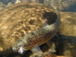 Brown Trout On An Elk Hair Caddis
