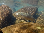 Underwater Wild Brown Trout And Fly