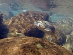 Underwater Brown Trout