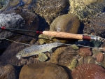 First Brown Trout On This Rod
