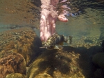 Brown Trout Release