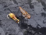 Dragon Fly Nymph - Fly And Real