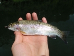 My First Fish Of The Trip