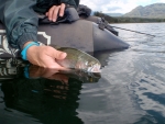 Another Fish Release