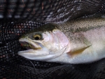 Rainbow Trout Taken On Red Eyed Damsel