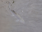 Rainbow Trout On The Move