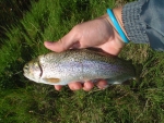 Another Kamberg Rainbow