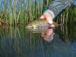 Releasing A Rainbow Trout At Kamberg
