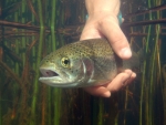 Underwater Release Of A Rainbow Trout