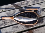 Trout Caught At Kamberg
