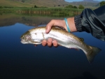 Another Kamberg Trout