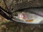 Sharon's First Fish On Fly, A Rainbow Trout