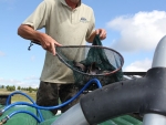 A Net Of 10 Inch Trout