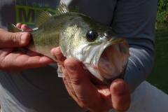 Baby Bass Bashing