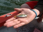A Baby Bass