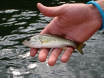 Largemouth Bass