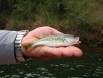 Showing Off A Small Bass