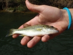 Another Baby Young Largemouth Bass