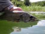Releasing A Bass