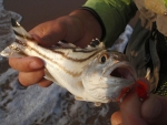 A Thornfish