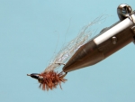 A Crazy Charlie Tied By Warren Prior