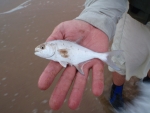 Small Largespot Pompano