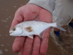 Small Largespot Pompano