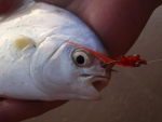 Foul Hooked Southern Pompano