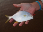 Southern Pompano