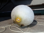 A puffer fish