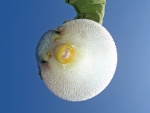 Puffer fish