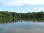The Durban harbour mangroves