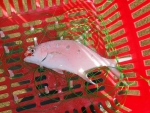 Largespot Pompano