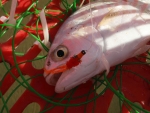 Closeup Largespot Pompano