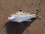 Thornfish On Fly